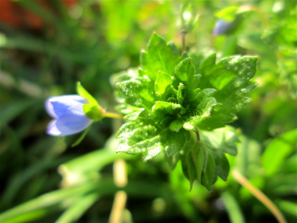 Persischer Ehrenpreis (Veronica persica) in Brebach