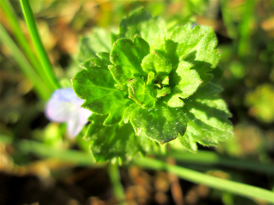 Persischer Ehrenpreis (Veronica persica) in Brebach