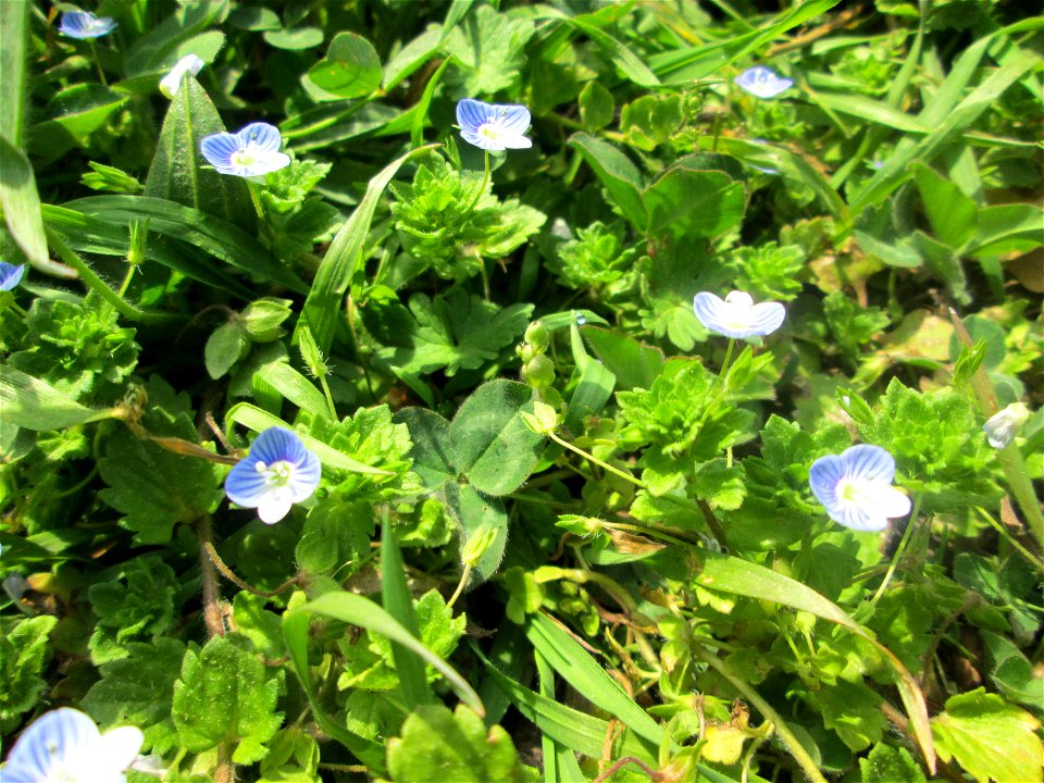 Persischer Ehrenpreis (Veronica persica) am Nußberg-Denkmal (Landschaftsschutzgebiet) in Alt-Saarbrücken