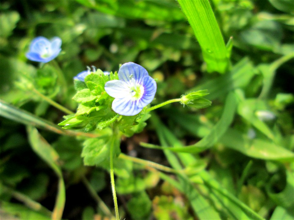 Persischer Ehrenpreis (Veronica persica) am Nußberg-Denkmal (Landschaftsschutzgebiet) in Alt-Saarbrücken