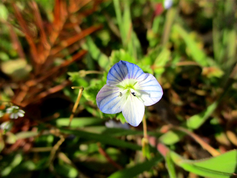 Persischer Ehrenpreis (Veronica persica) am Straßenrand in Brebach