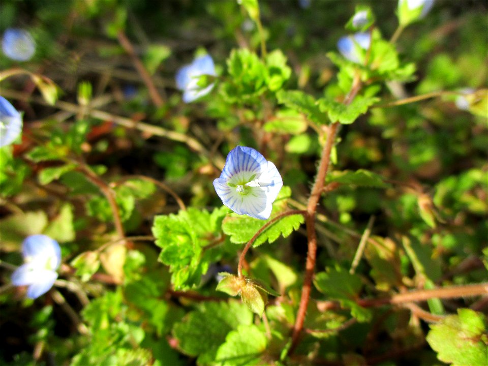 Persischer Ehrenpreis (Veronica persica) am Straßenrand in Brebach