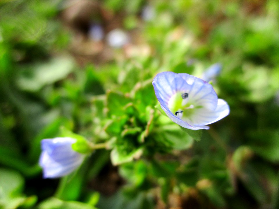 Persischer Ehrenpreis (Veronica persica) am Straßenrand in Brebach