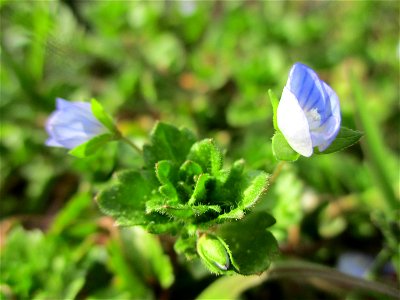 Persischer Ehrenpreis (Veronica persica) am Straßenrand in Brebach