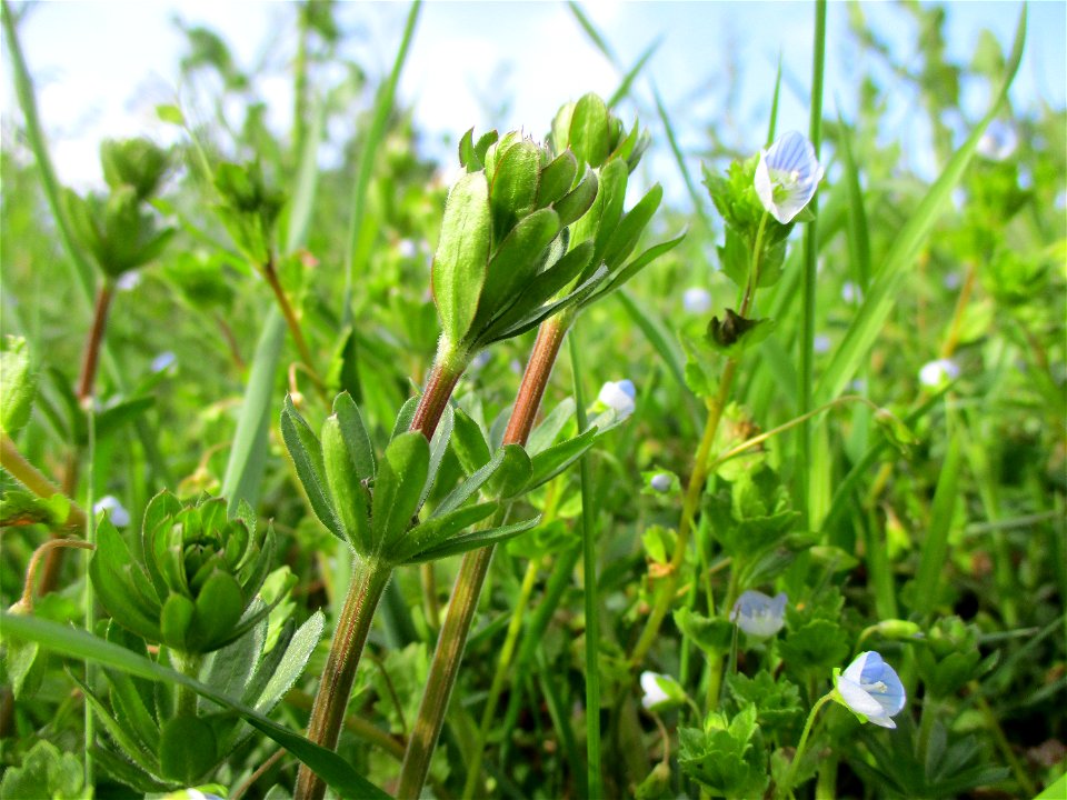 Persischer Ehrenpreis (Veronica persica) am Rand vom Naturschutzgebiet „Birzberg, Honigsack/Kappelberghang“