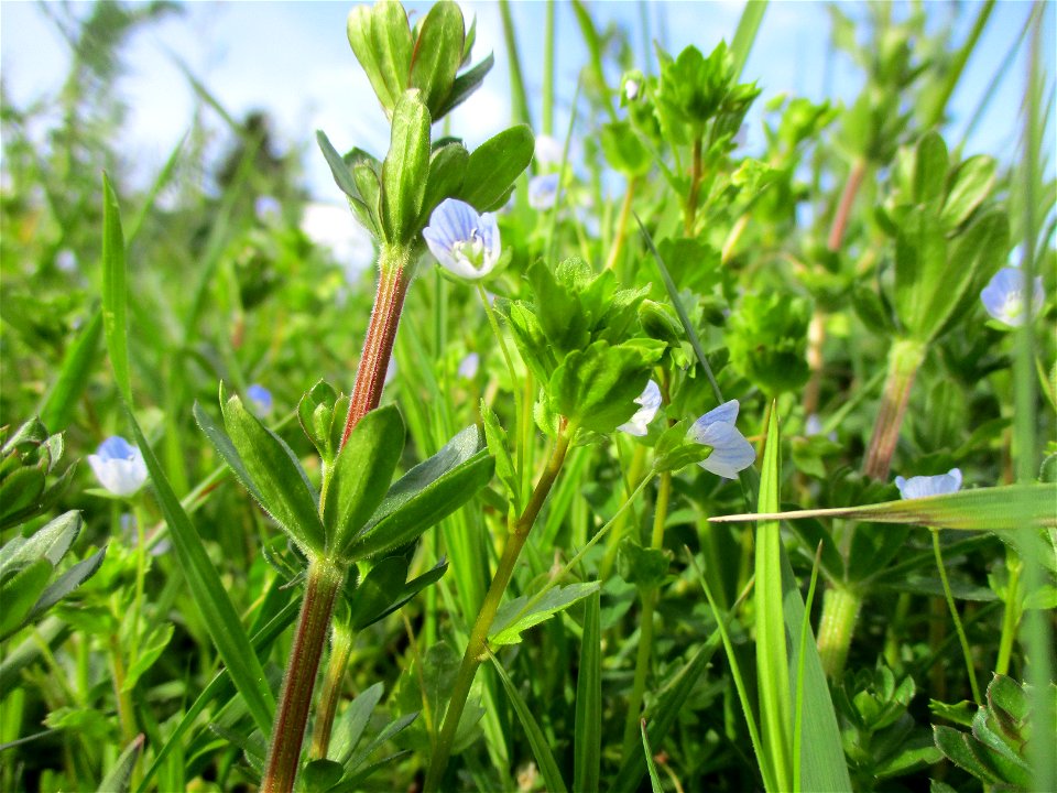 Persischer Ehrenpreis (Veronica persica) nebst Labkraut am Rand vom Naturschutzgebiet „Birzberg, Honigsack/Kappelberghang“