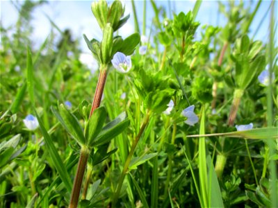 Persischer Ehrenpreis (Veronica persica) nebst Labkraut am Rand vom Naturschutzgebiet „Birzberg, Honigsack/Kappelberghang“