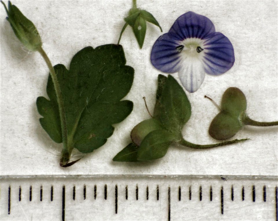 Veronica persica