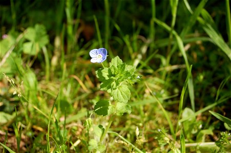 A plant with blue flower.