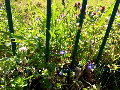 A vegetation of the class Stellarietea mediae, near a fence in Bemmel (Gelderland, Netherlands).