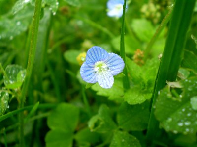 Veronica persica Poir.