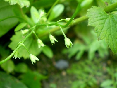 Veronica persica Poir.