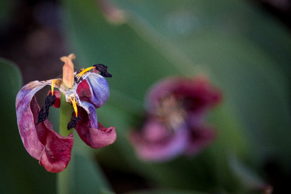 Spring flower plant