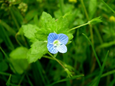 Veronica persica Poir.