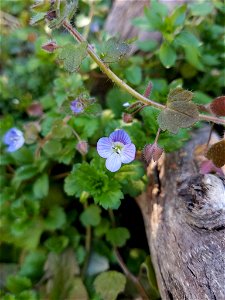 bird's-eye speedwell (Veronica persica)