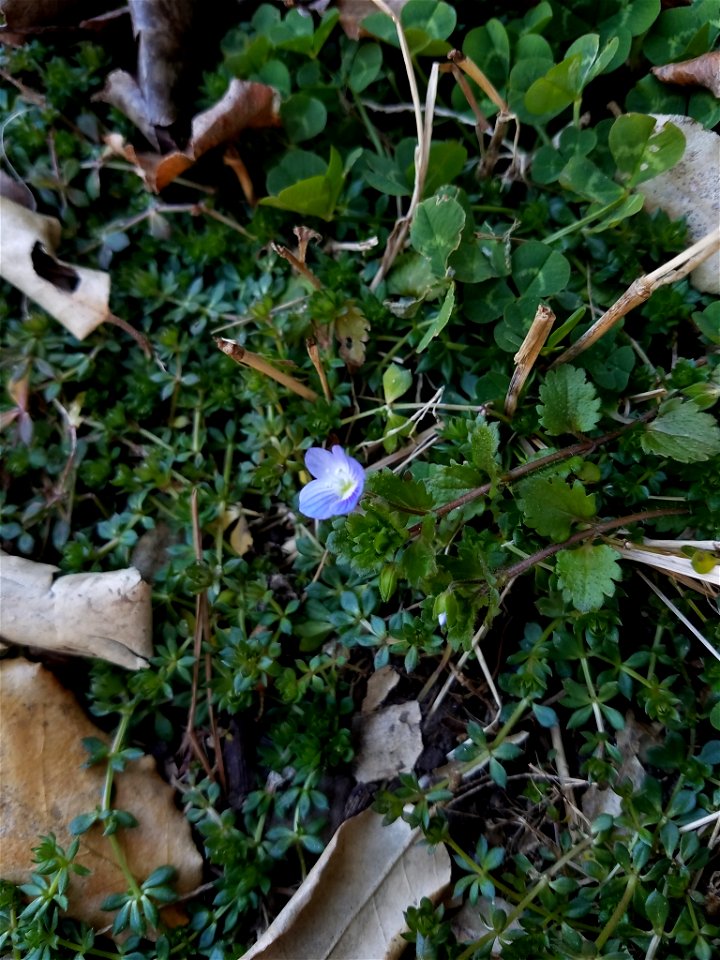 bird's-eye speedwell (Veronica persica)