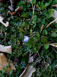 bird's-eye speedwell (Veronica persica)