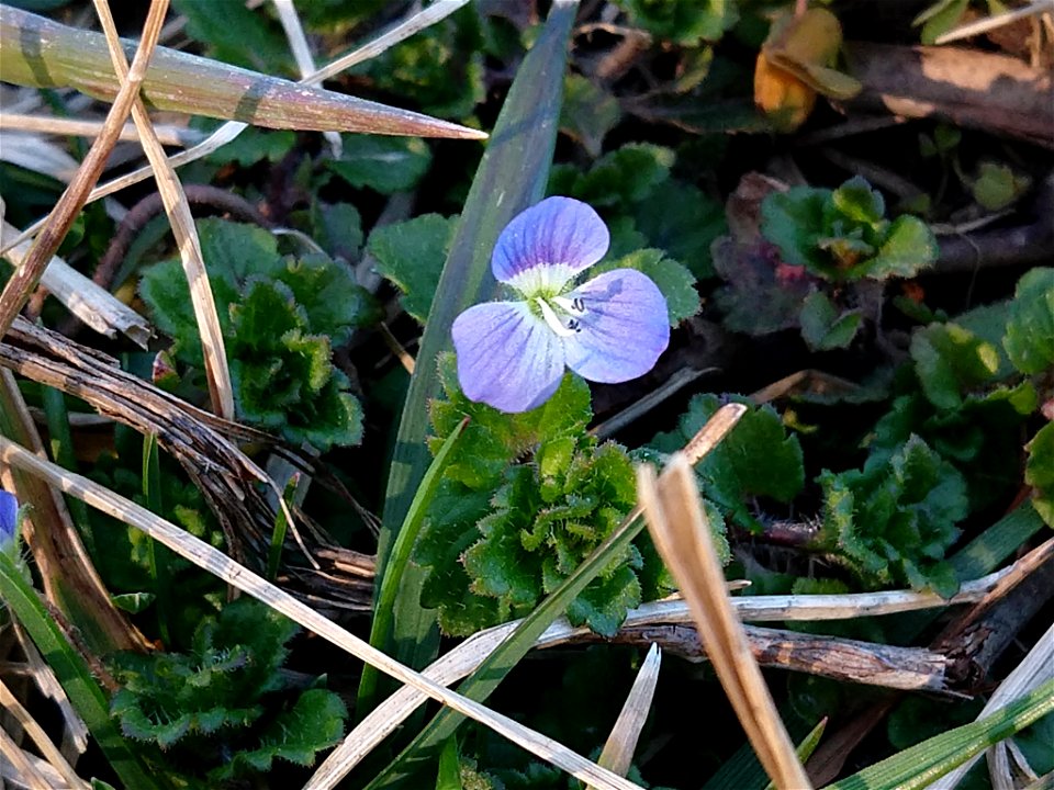 bird's-eye speedwell (Veronica persica)