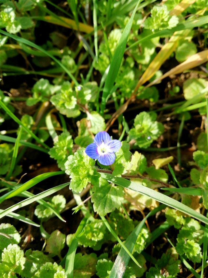 bird's-eye speedwell (Veronica persica)