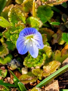 bird's-eye speedwell (Veronica persica)