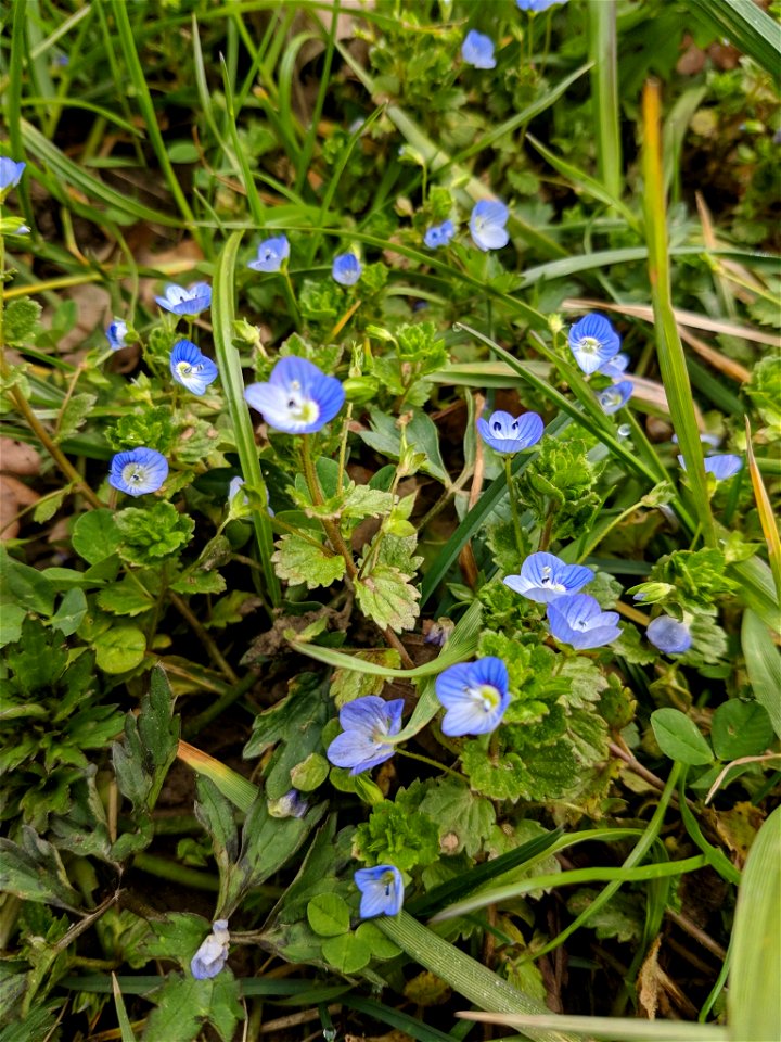 bird's-eye speedwell (Veronica persica)