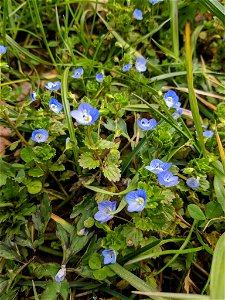 bird's-eye speedwell (Veronica persica)