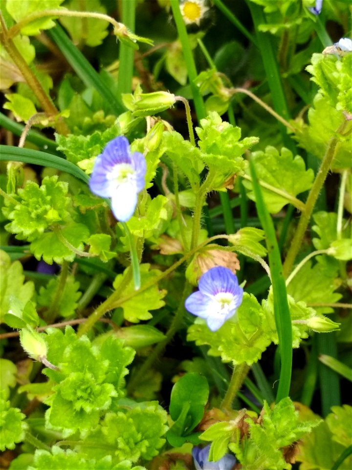 bird's-eye speedwell (Veronica persica)