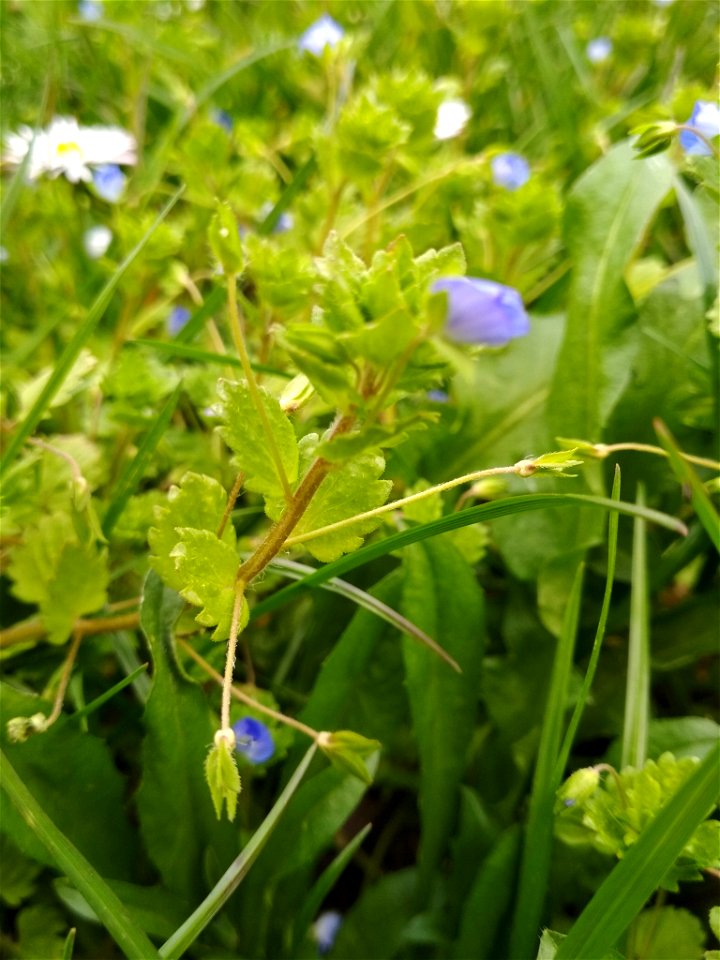bird's-eye speedwell (Veronica persica)