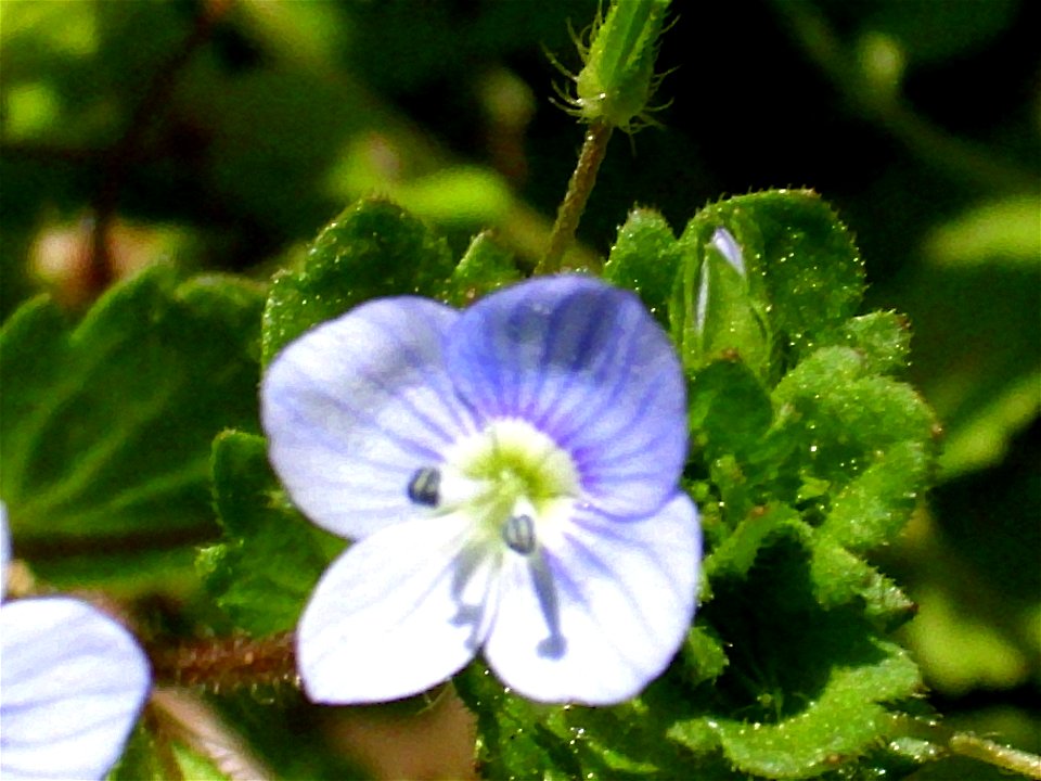 Veronica persica flower close up, Dehesa Boyal de Puertollano, Spain