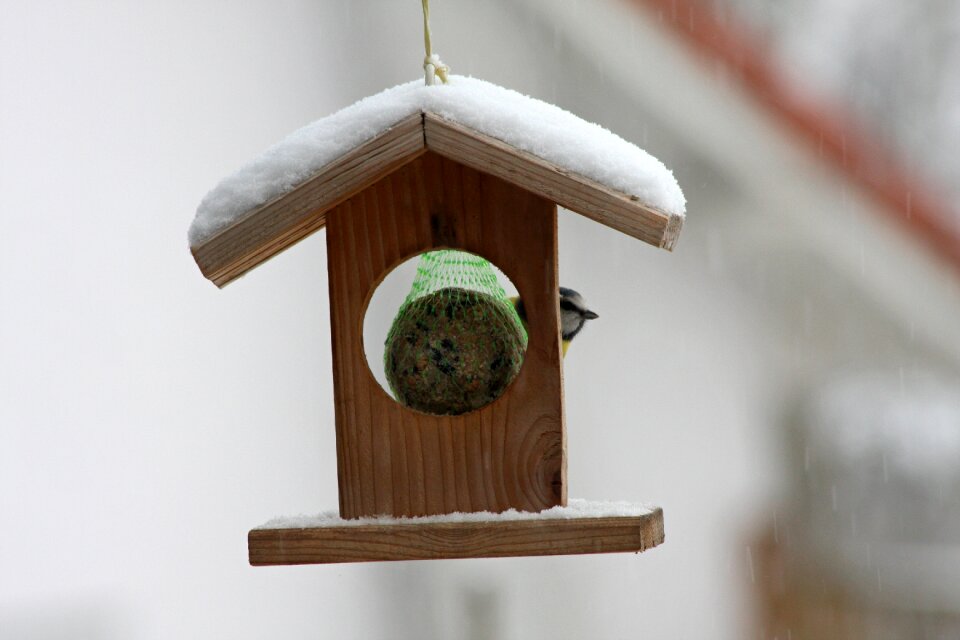 Bird songbird garden