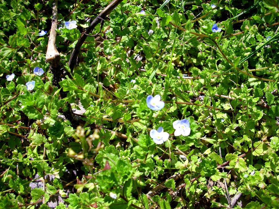 Veronica persica plant, Dehesa Boyal de Puertollano, Spain