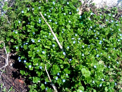 Veronica persica habit, Dehesa Boyal de Puertollano, Spain