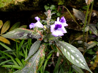 Perilepta dyerana (now Strobilanthes dyerianus) specimen in the Botanischer Garten München-Nymphenburg, Munich, Germany.