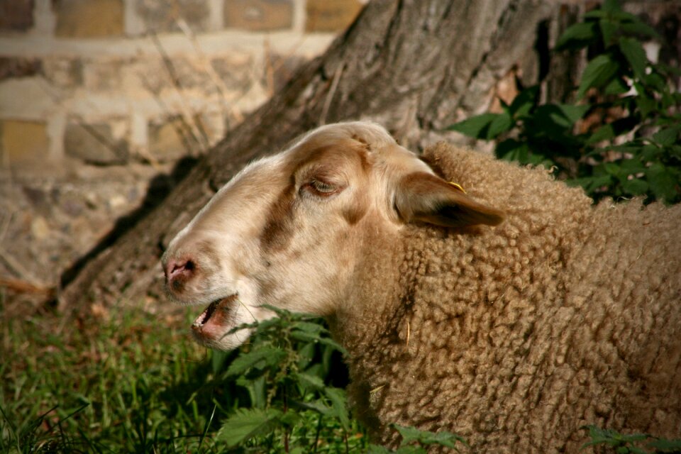 Livestock sheep's wool sheepshead