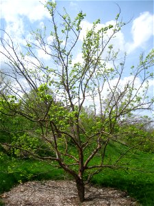 Syringa reticulata subsp. pekinensis 'Morton', Arnold Arboretum, Jamaica Plain, Boston, Massachusetts, USA. photo