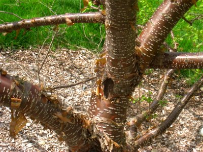 Syringa reticulata subsp. pekinensis 'Morton', Arnold Arboretum, Jamaica Plain, Boston, Massachusetts, USA. photo