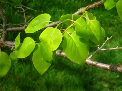 Syringa reticulata subsp. pekinensis 'Morton', Arnold Arboretum, Jamaica Plain, Boston, Massachusetts, USA. photo