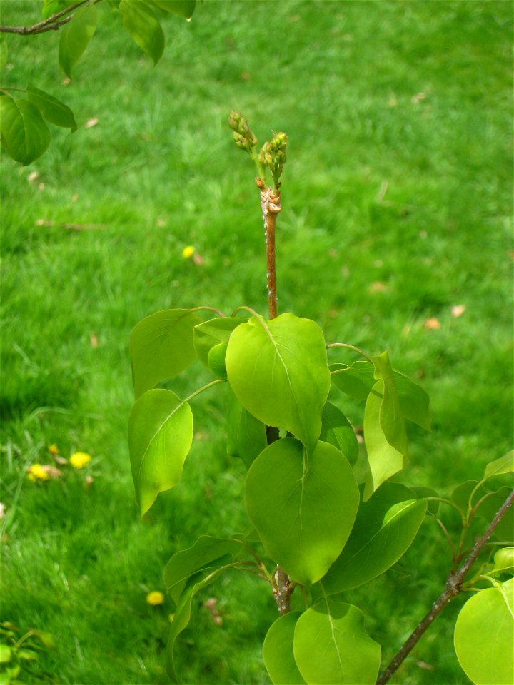 Syringa reticulata subsp. pekinensis  'Morton', Arnold Arboretum, Jamaica Plain, Boston, Massachusetts, USA.