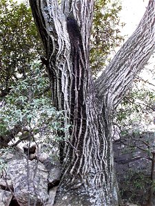 Habit of Olea capensis growing at Ysterhoutkloof in the Magaliesberg in South Africa