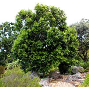 Ironwood Tree. Olea Capensis. Cape Town. photo