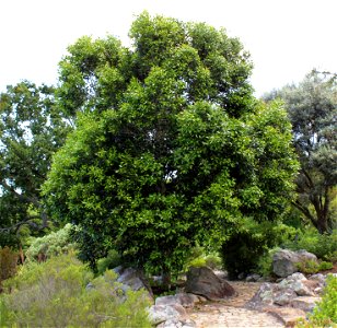Ironwood Tree. Olea Capensis. Cape Town.