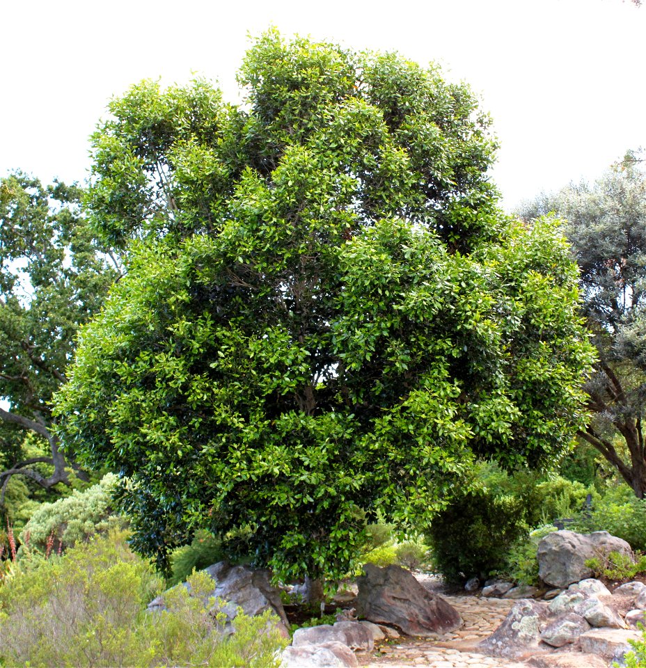 Olea capensis. The Ironwood tree. Cape Town.