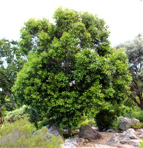 Olea capensis. The Ironwood tree. Cape Town. photo