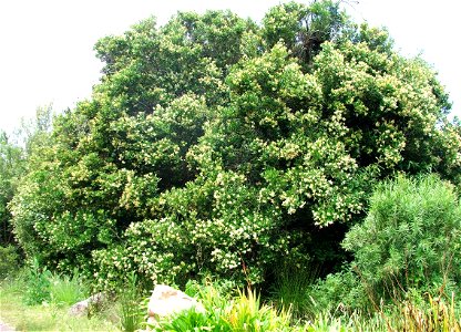 Olea capensis tree in flower in Cape Town. Afromontane forest.