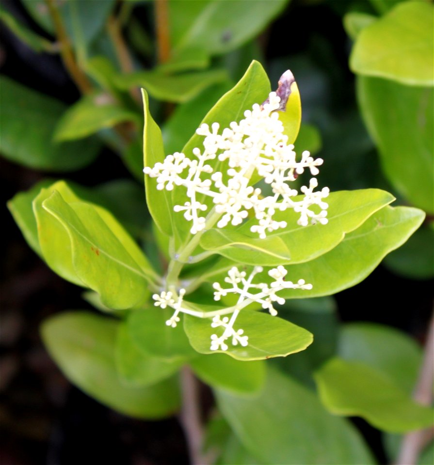 Olea capensis. Black Ironwood tree. Blossoms. Cape Town.