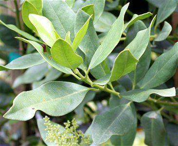 Leaves of Olea capensis tree. Cape Town.