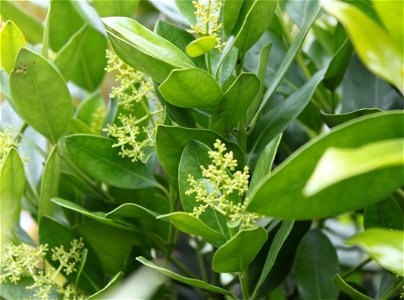 Foliage of Olea Capensis tree. Black Ironwood. Cape Town.