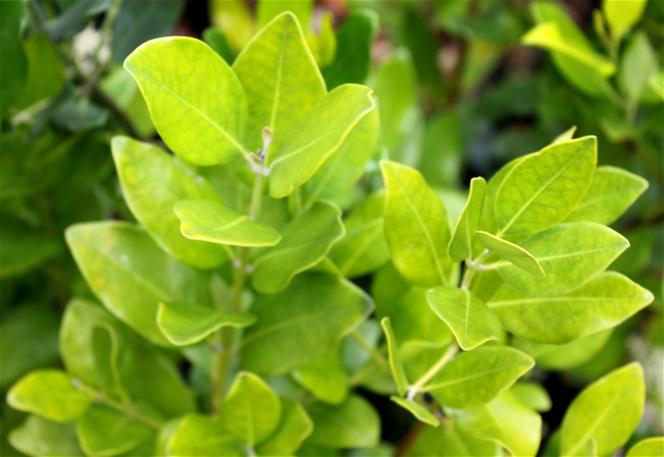 Leaves of Olea capensis tree. Cape Town.