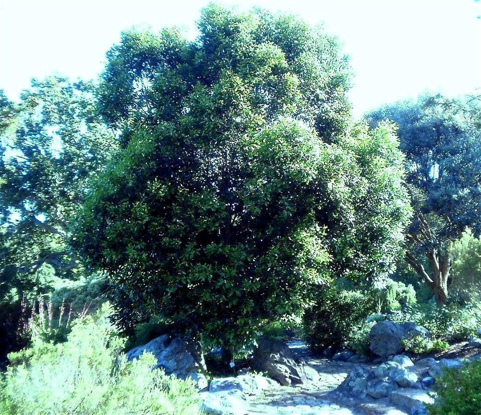 A small specimen of Olea capensis or the Ironwood tree. Cape Town.