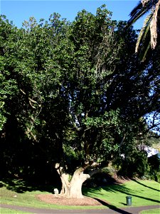 Vitex lucens, Pūriri. Mature tree, Auckland, New Zealand.